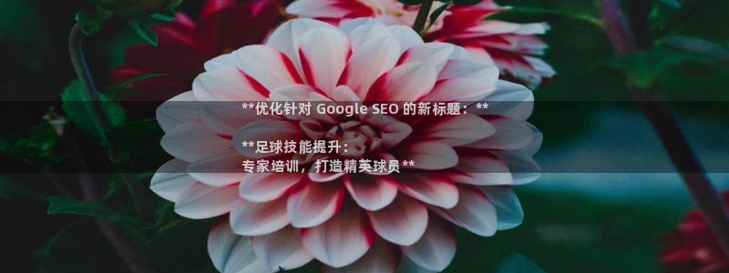 焦点娱乐下载手机版：**优化针对 Google SE